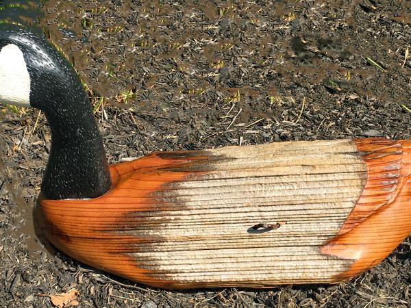 Fence Post Canada Goose: Looking Ahead