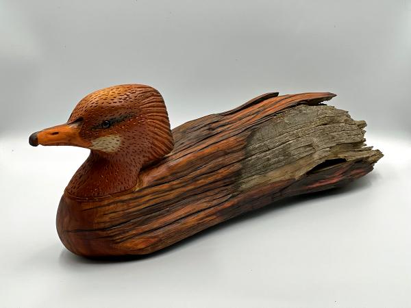 Merganser Hen